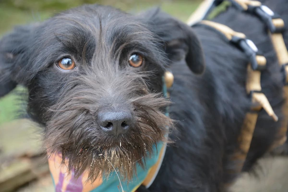 Alvi, female puppy Mixed Breed for adoption at Ein Herz für Streuner e.V., München