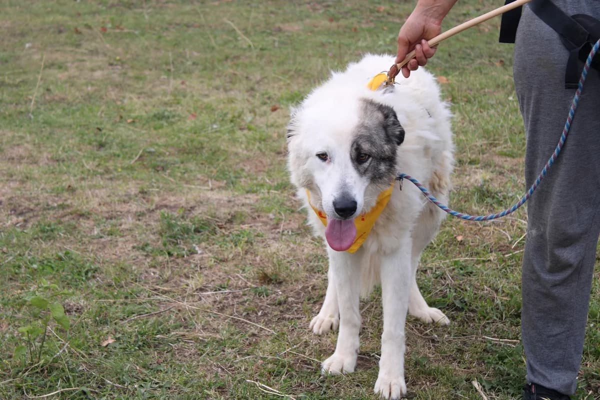 Alvin, male 3yo Mixed Breed for adoption at Ein Herz für Streuner e.V., München