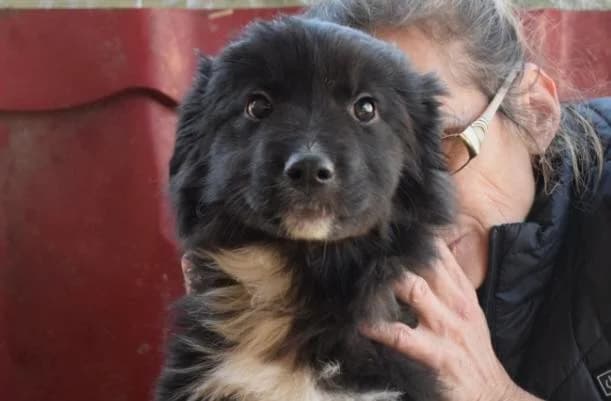 Alvin, weiß male puppy Mixed Breed for adoption at Ein Herz für Streuner e.V., München
