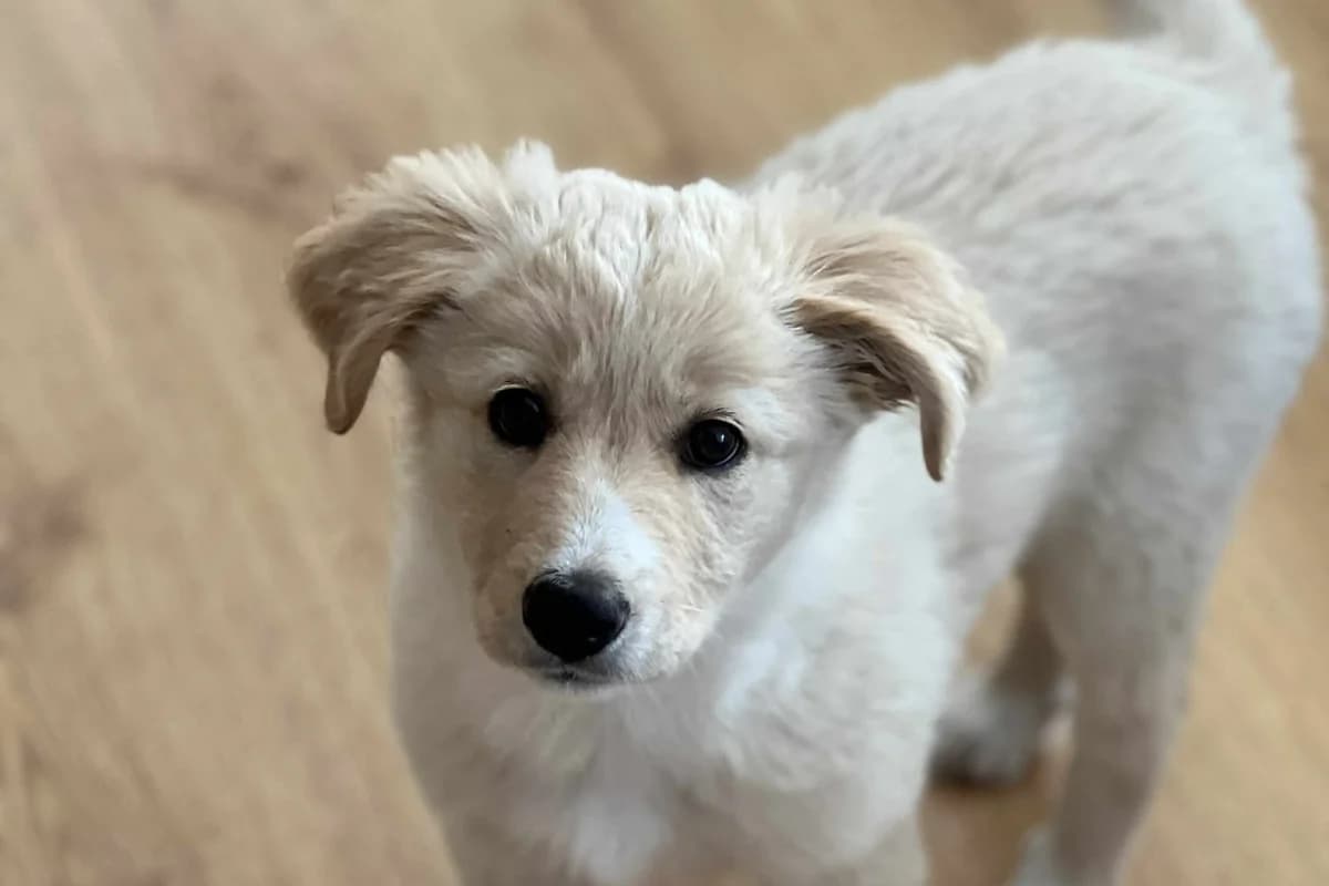 Alwa, female puppy Mixed Breed for adoption at Ein Herz für Streuner e.V., München