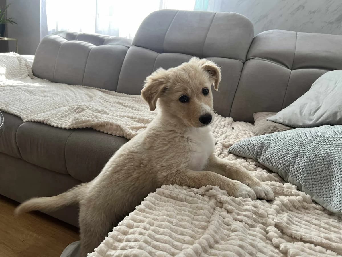 Alwa, female puppy Mixed Breed for adoption at Ein Herz für Streuner e.V., München