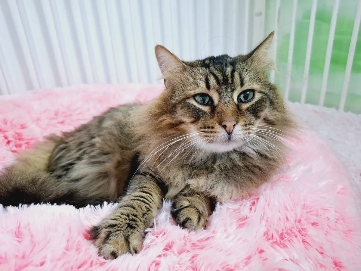 Alwin, male 5yo Mixed Breed for adoption at Ein Herz für Streuner e.V., München