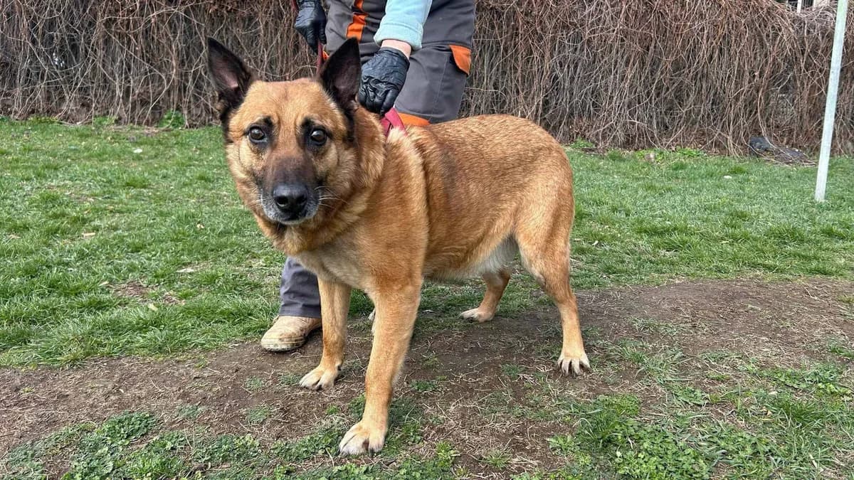 Alwin, male 6yo Mixed Breed for adoption at Ein Herz für Streuner e.V., München
