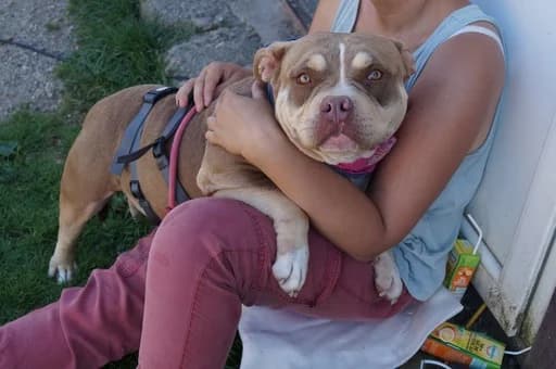 Alwine, female young Mixed Breed for adoption at Ein Herz für Streuner e.V., München