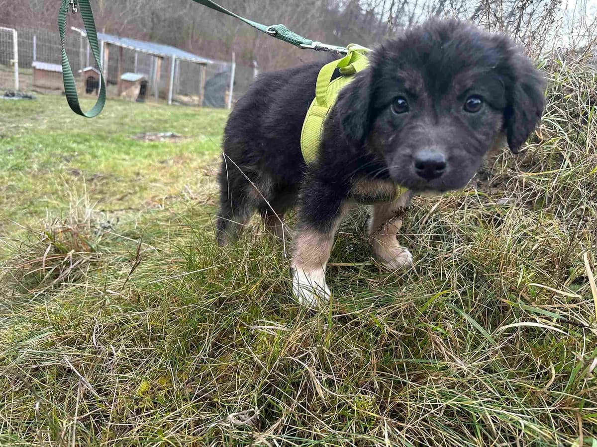 Amabella, bicolor female puppy Mixed Breed for adoption at Ein Herz für Streuner e.V., München