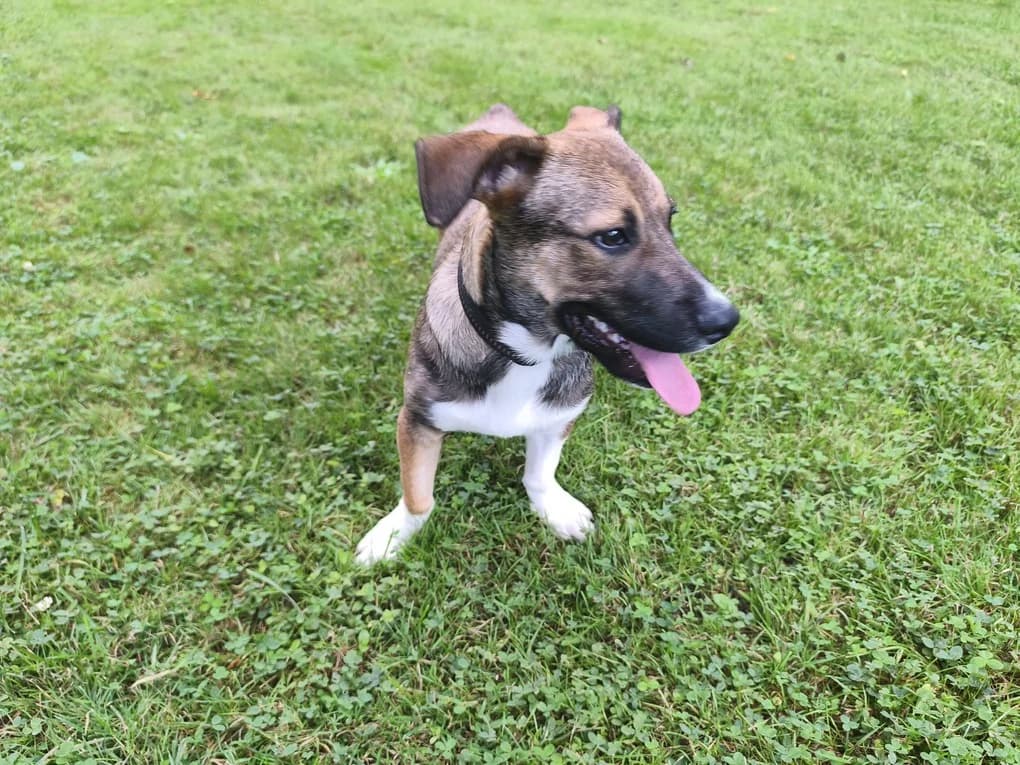 Amadeus, male puppy Mixed Breed for adoption at Ein Herz für Streuner e.V., München