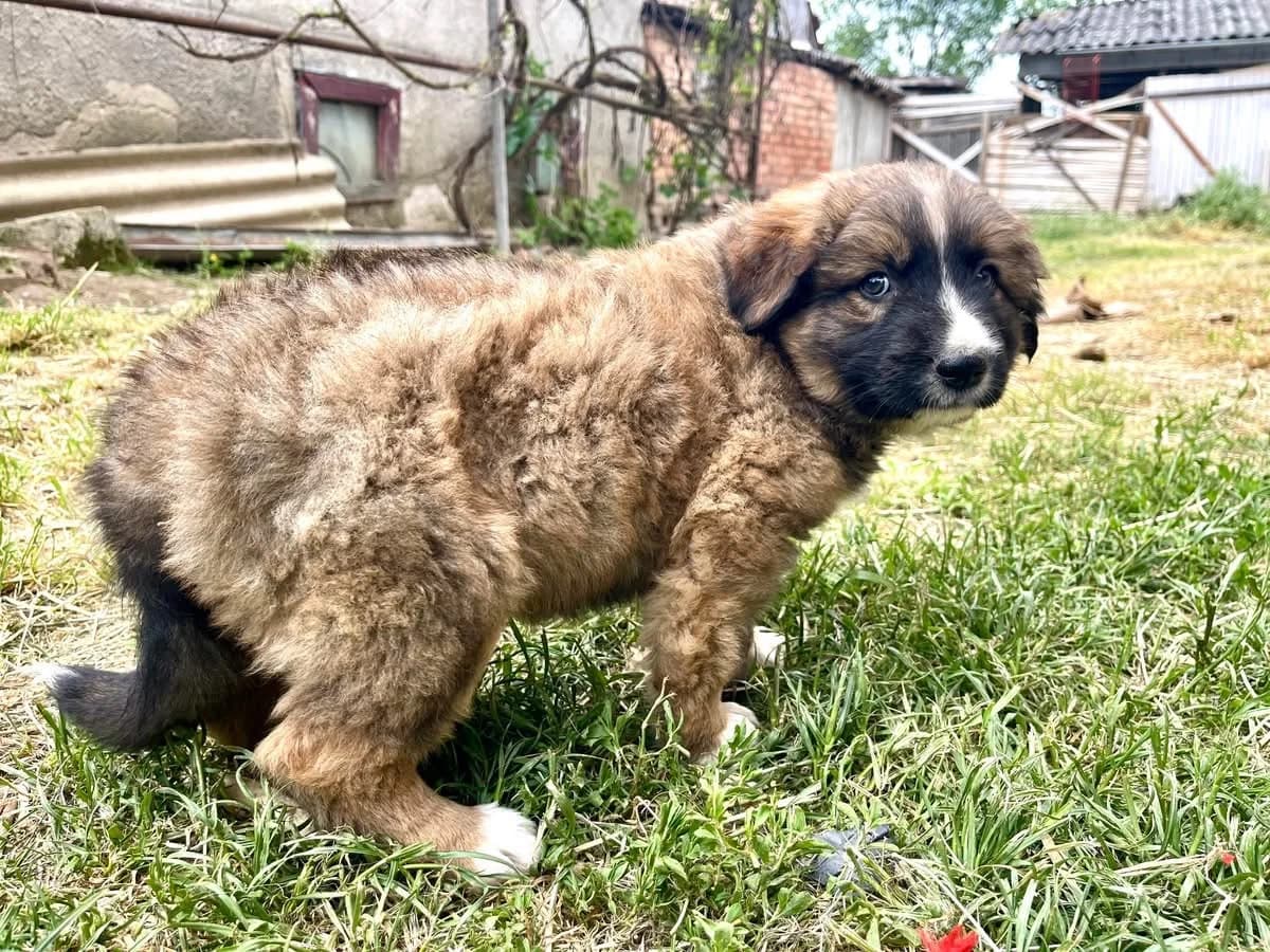 Amadeus, male puppy Mixed Breed for adoption at Ein Herz für Streuner e.V., München