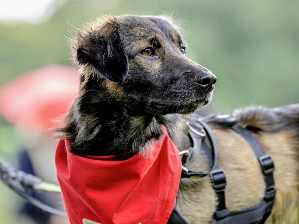 Amal, male 5yo Mixed Breed for adoption at Ein Herz für Streuner e.V., München
