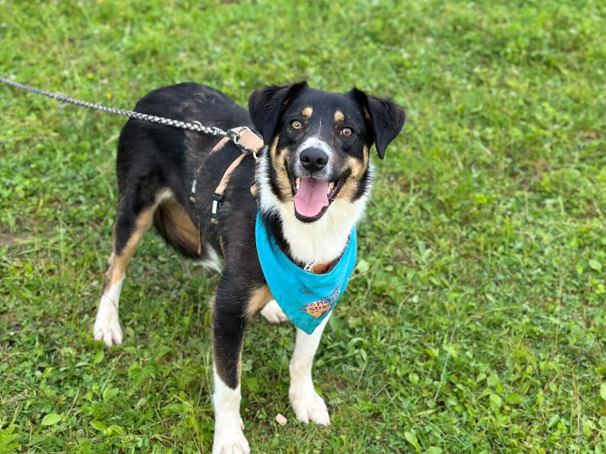 Amal, male young Mixed Breed for adoption at Ein Herz für Streuner e.V., München