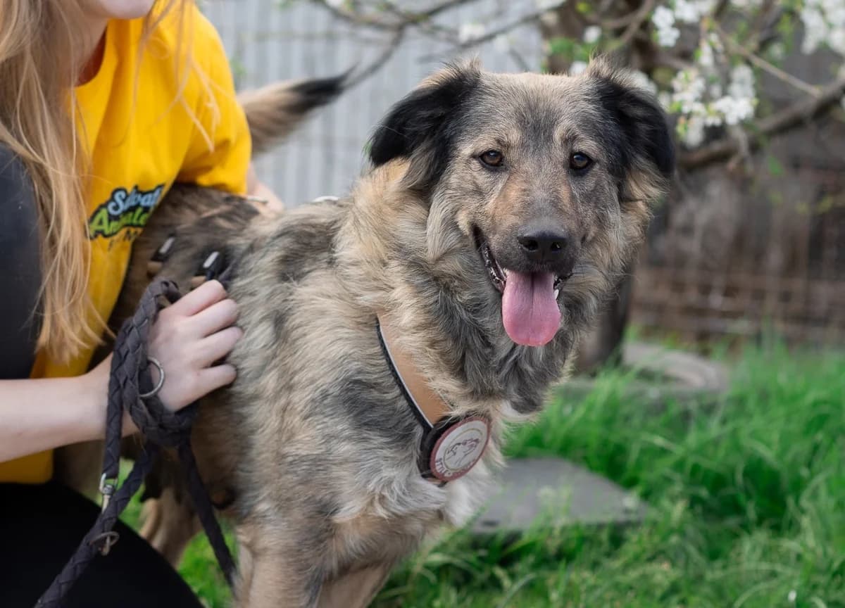 Amala, zweifarbig female young Mixed Breed for adoption at Ein Herz für Streuner e.V., München