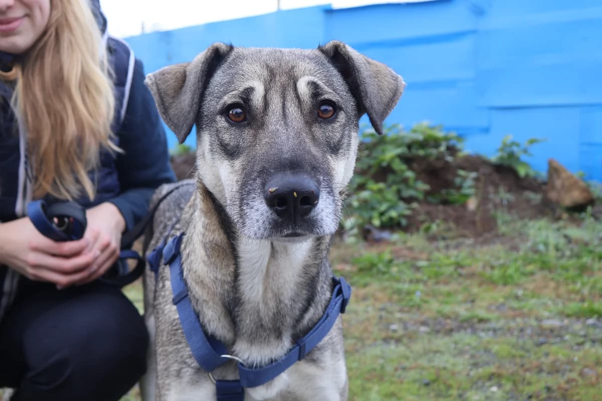 Amalia, grau female 5yo Mixed Breed for adoption at Ein Herz für Streuner e.V., München