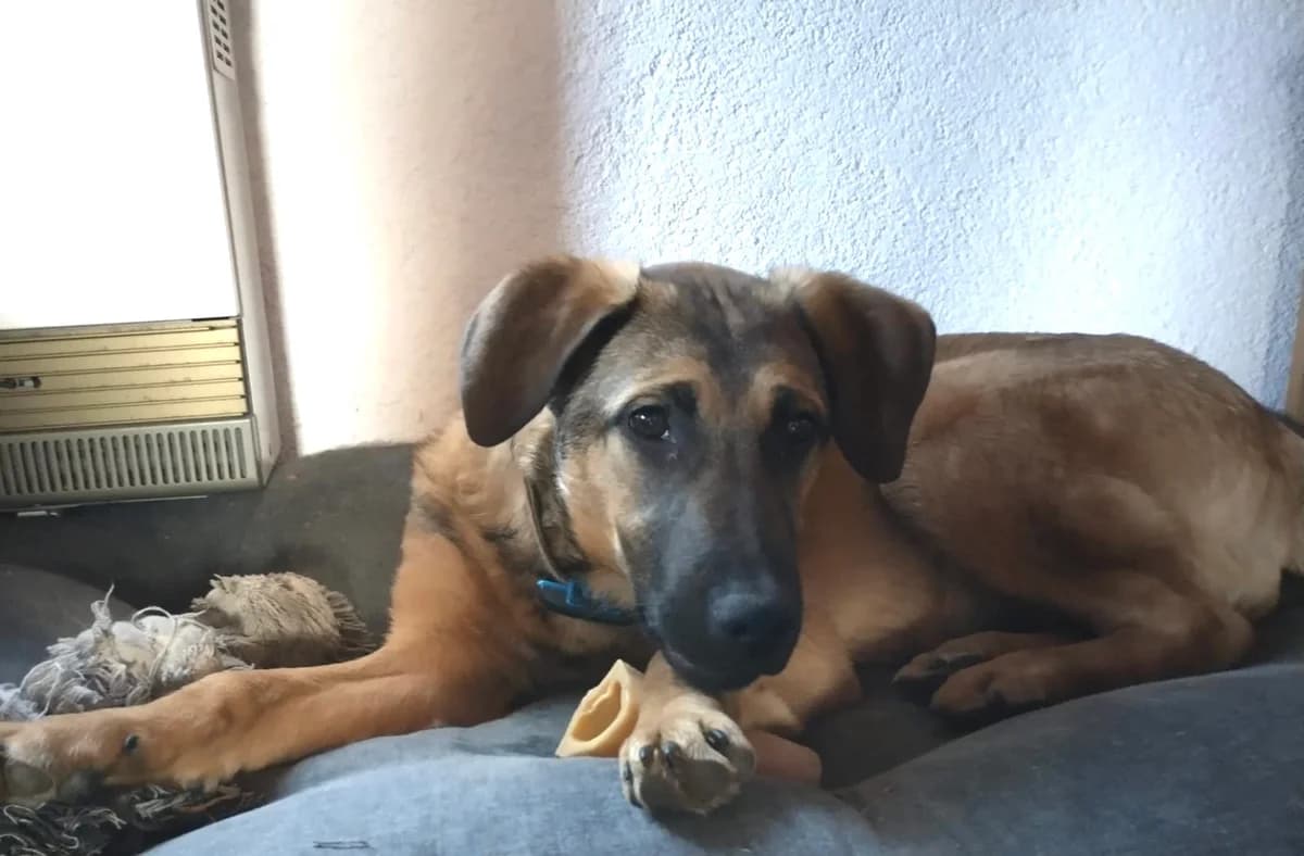 Amalia, female puppy Mixed Breed for adoption at Ein Herz für Streuner e.V., München