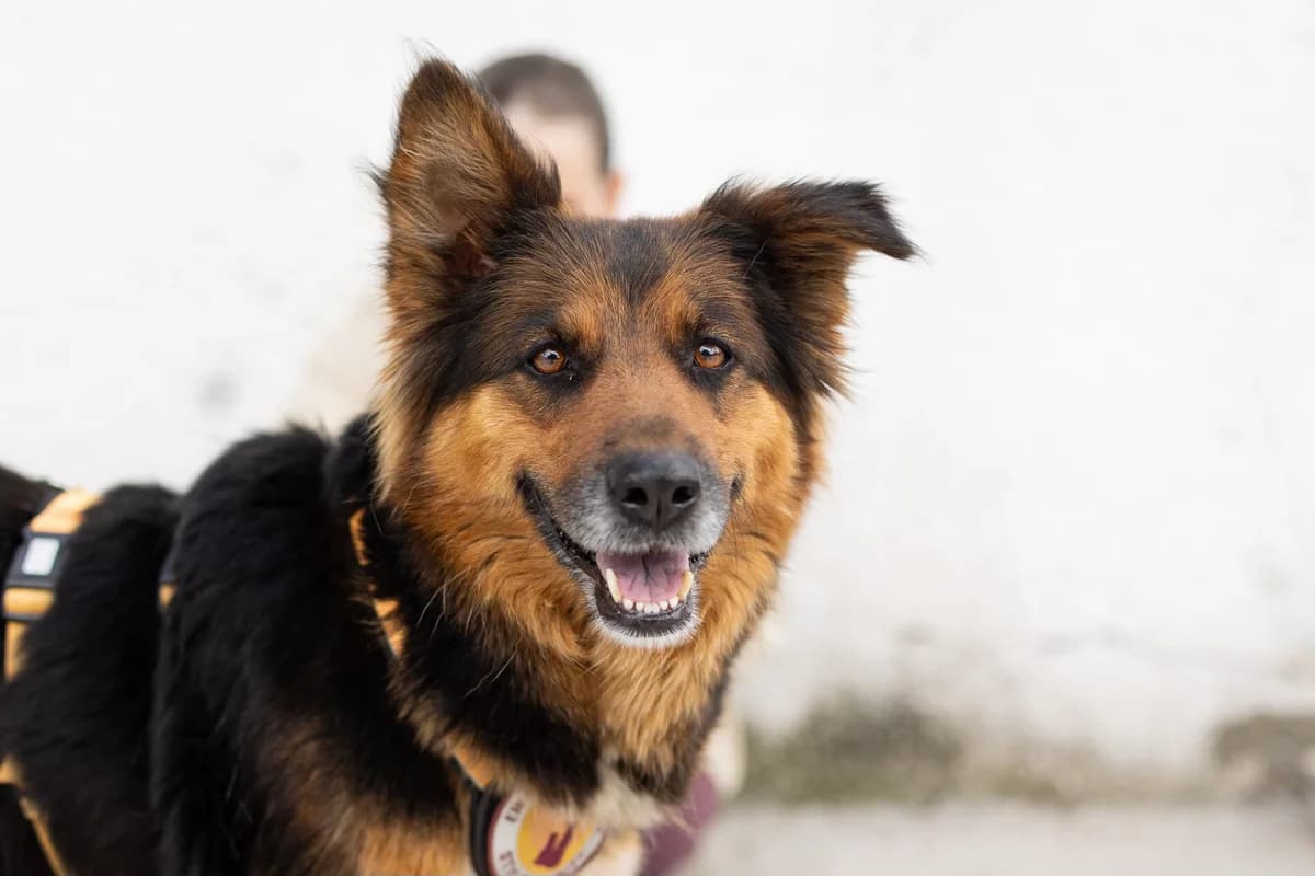 Amanda, female 6yo Mixed Breed for adoption at Ein Herz für Streuner e.V., München
