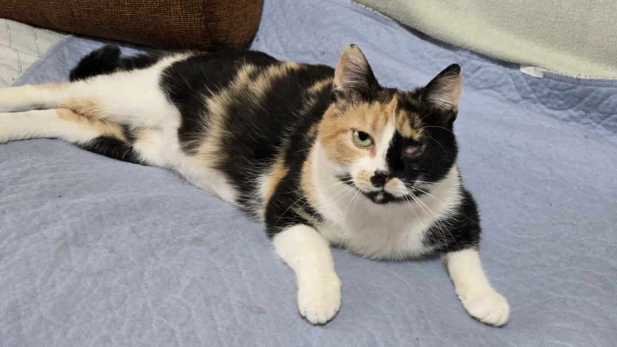 Amany, female senior Mixed Breed for adoption at Ein Herz für Streuner e.V., München