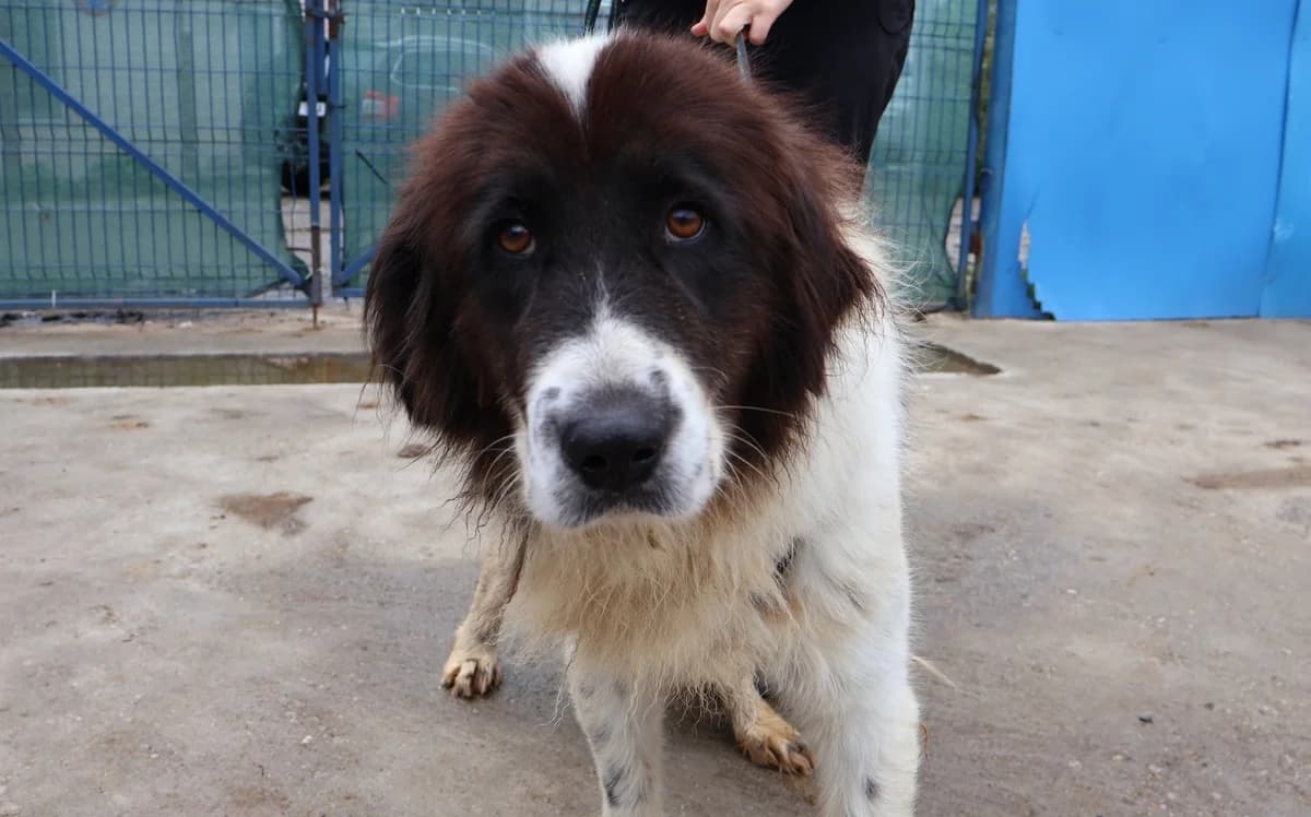 Amara, schwarz female 5yo Mixed Breed for adoption at Ein Herz für Streuner e.V., München