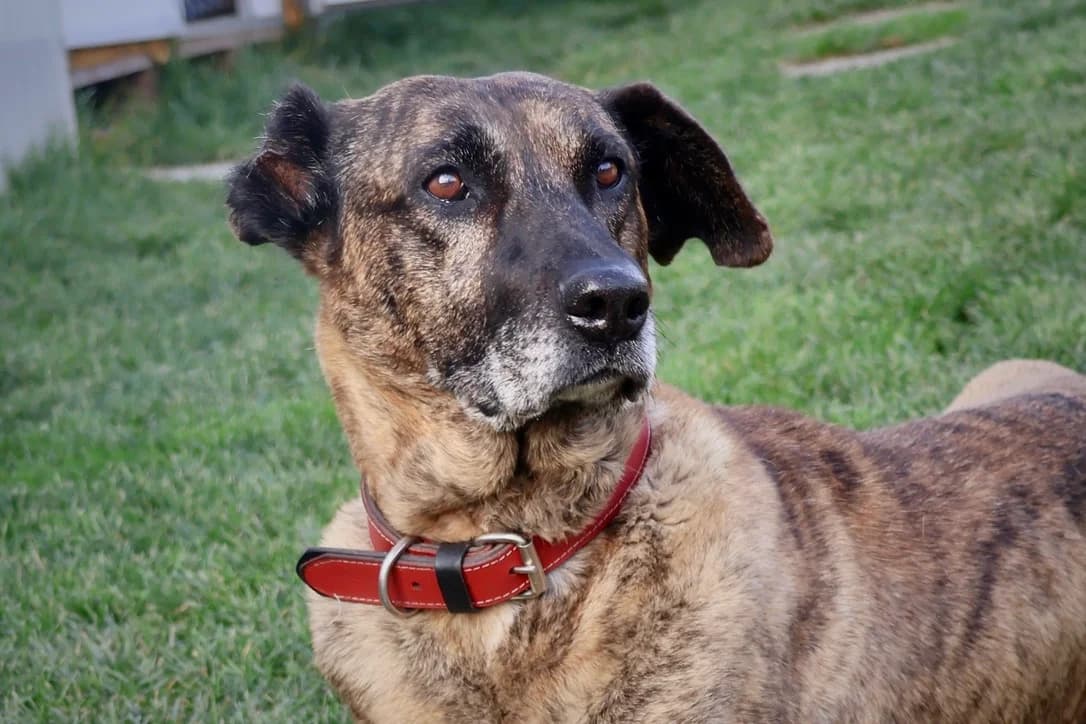 Amara, female 5yo Mixed Breed for adoption at Ein Herz für Streuner e.V., München