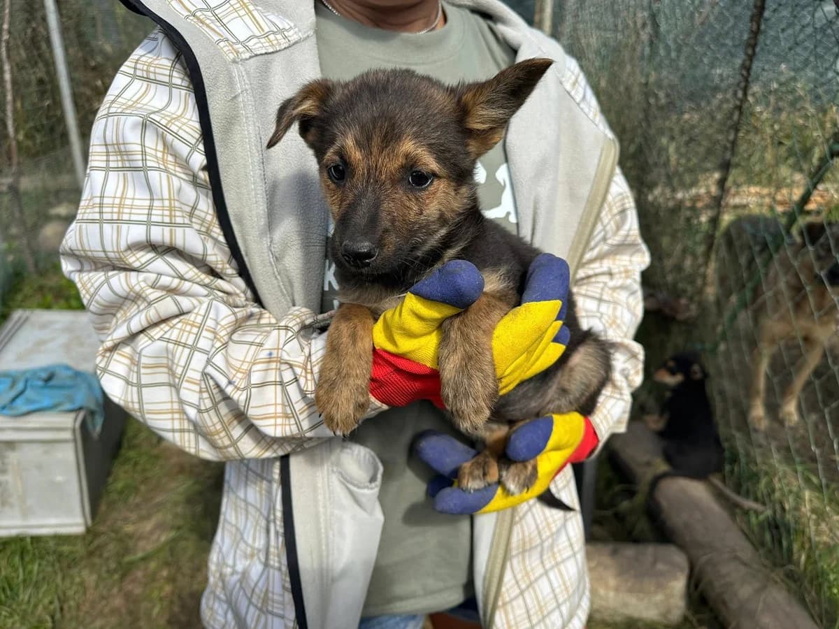 Amari, braun female puppy Mixed Breed for adoption at Ein Herz für Streuner e.V., München