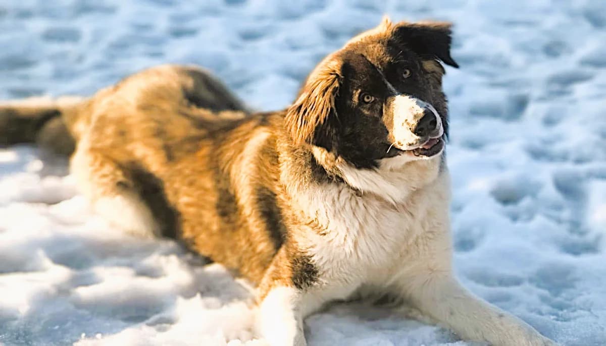 Amaris, female young Mixed Breed for adoption at Ein Herz für Streuner e.V., München