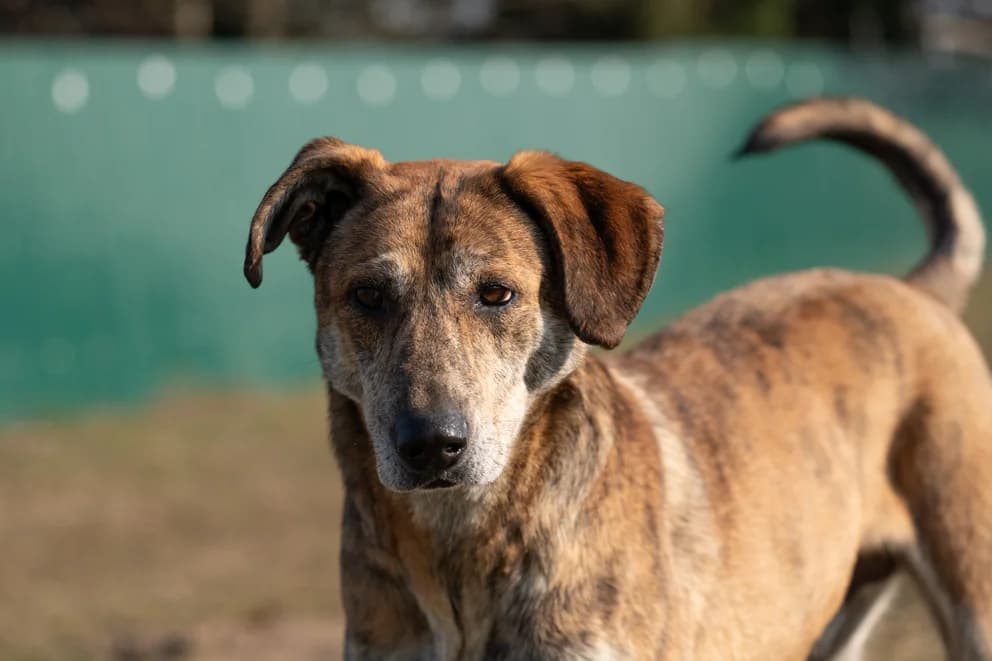 Amaro, senior Mixed Breed for adoption at Ein Herz für Streuner e.V., München