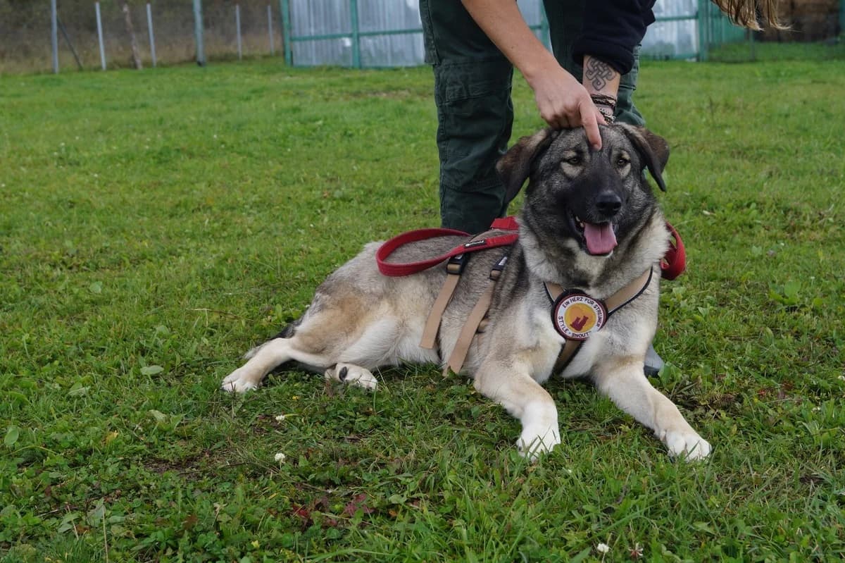 Amazone, female 3yo Mixed Breed for adoption at Ein Herz für Streuner e.V., München