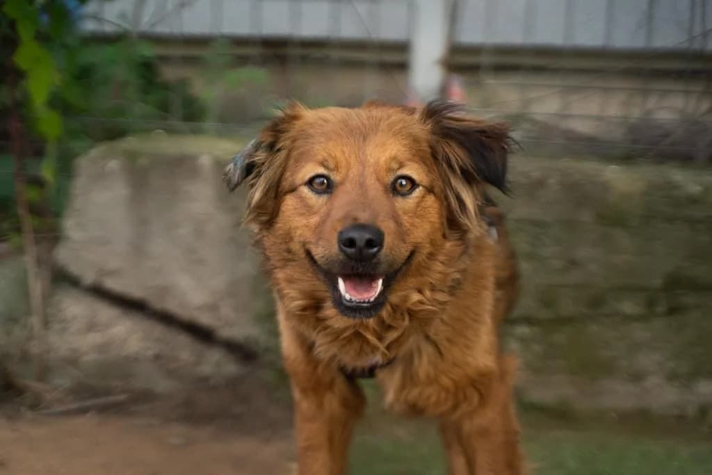 Amber, young Mixed Breed for adoption at Ein Herz für Streuner e.V., München