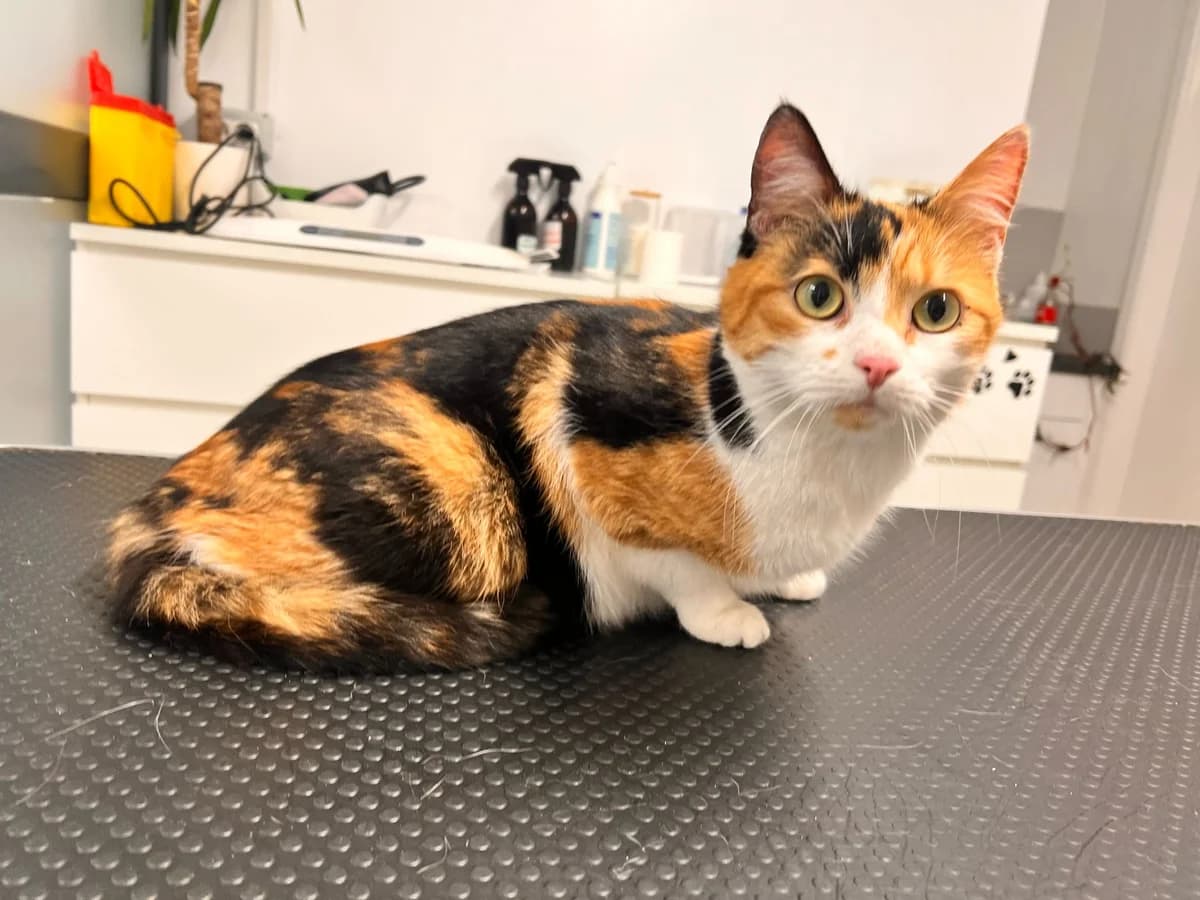 Amber, female 3yo Mixed Breed for adoption at Ein Herz für Streuner e.V., München