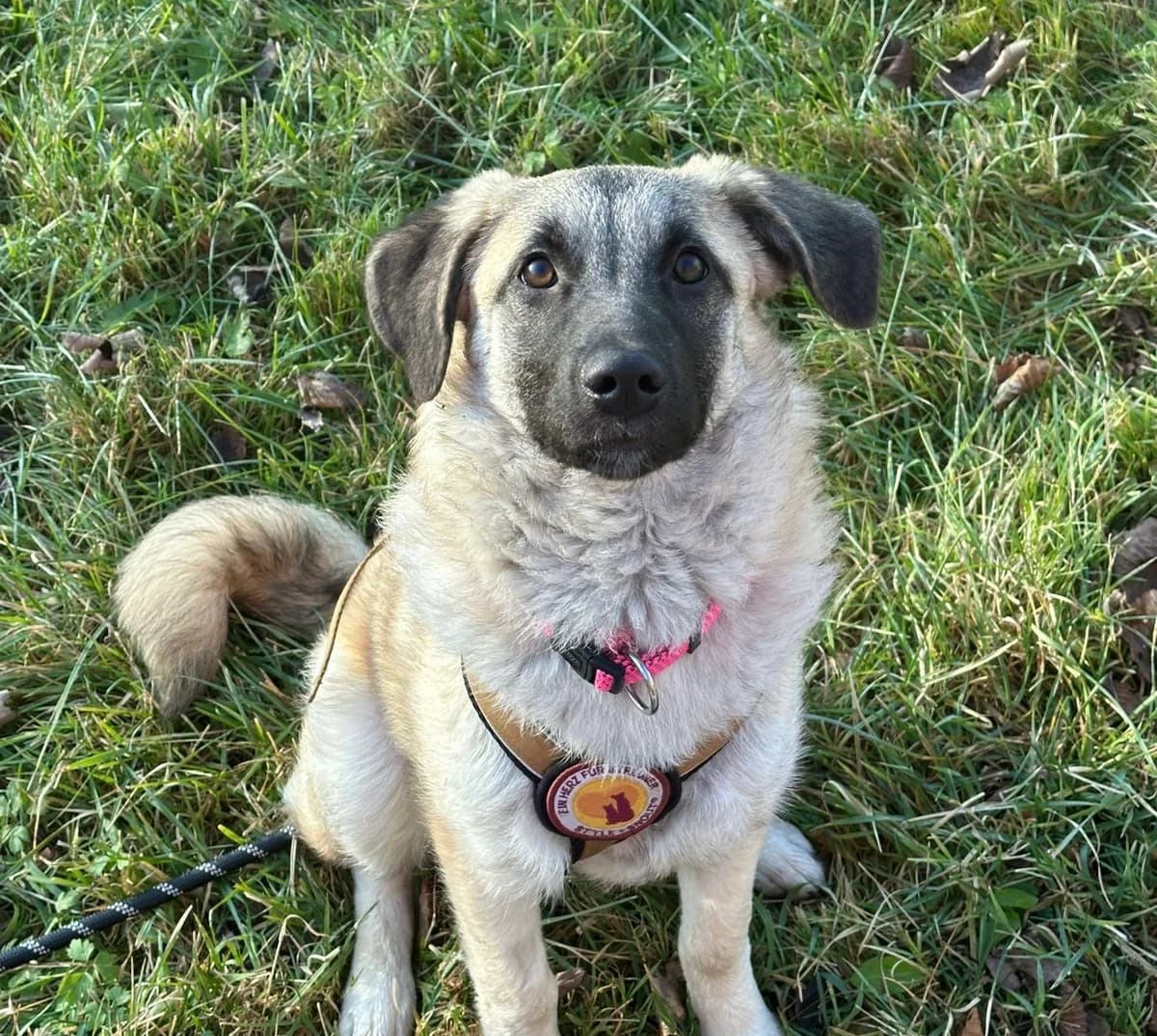 Amber, female puppy Mixed Breed for adoption at Ein Herz für Streuner e.V., München