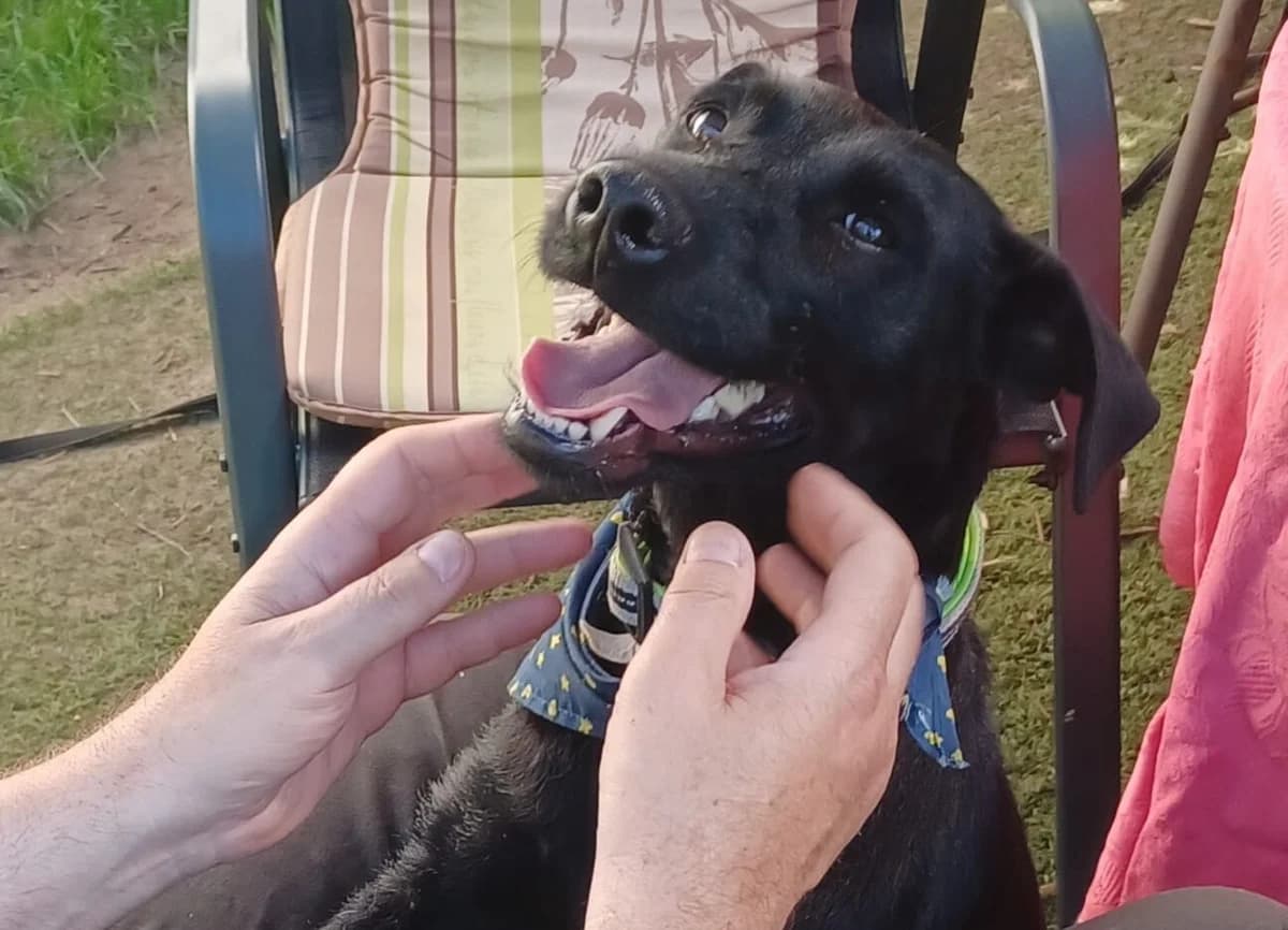 Amber, female 5yo Mixed Breed for adoption at Ein Herz für Streuner e.V., München