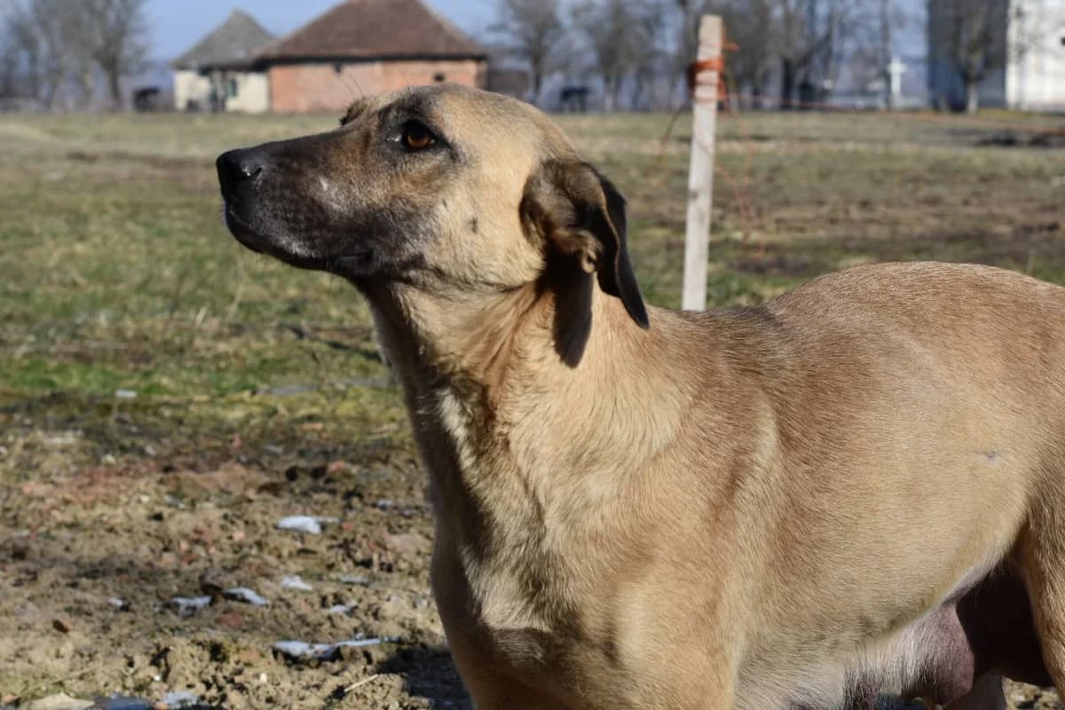 Amberly, female 5yo Mixed Breed for adoption at Ein Herz für Streuner e.V., München