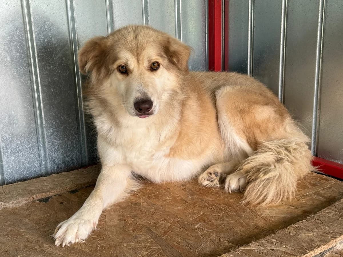 Ambra, weiß female 4yo Mixed Breed for adoption at Ein Herz für Streuner e.V., München