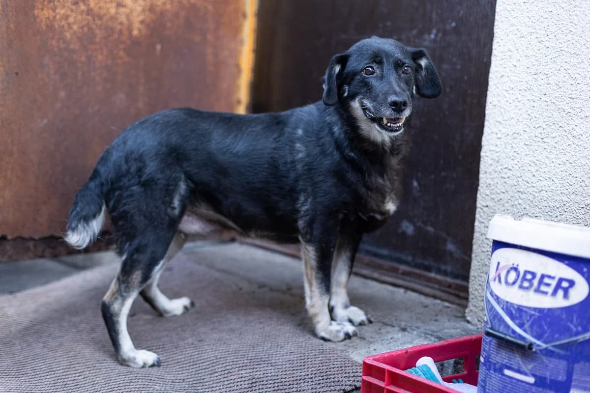 Ameia, female senior Mixed Breed for adoption at Ein Herz für Streuner e.V., München