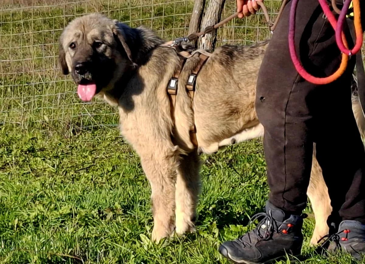 Amelie, female 4yo Mixed Breed for adoption at Ein Herz für Streuner e.V., München