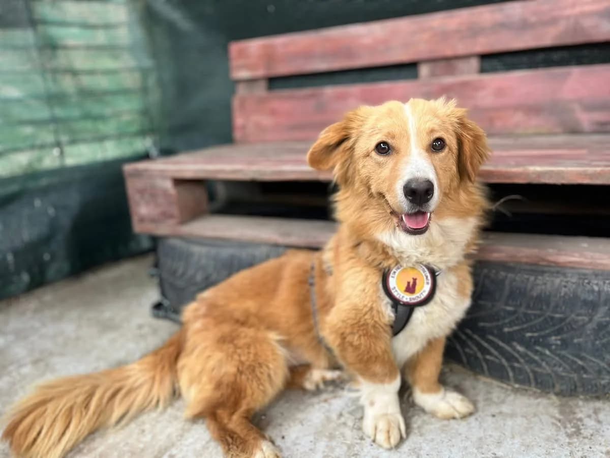 Amely, female 5yo Mixed Breed for adoption at Ein Herz für Streuner e.V., München
