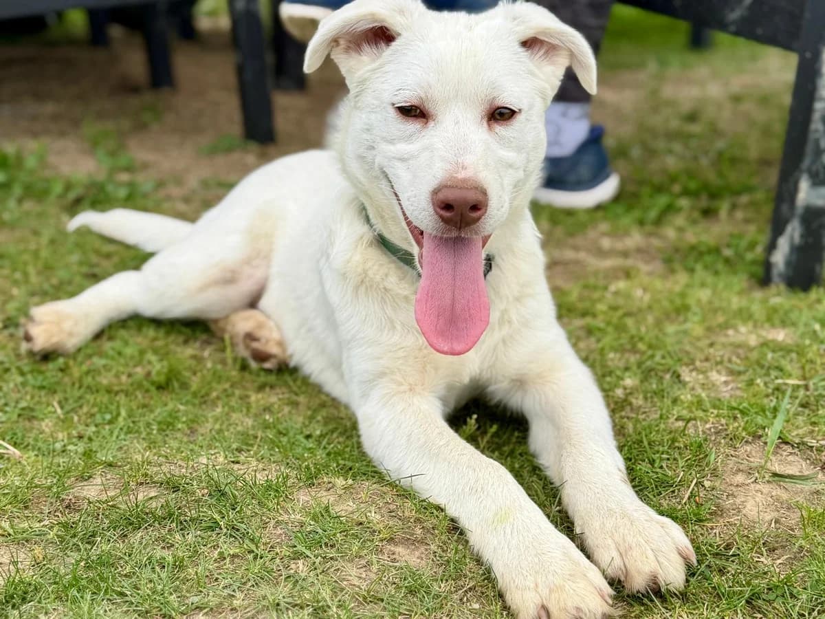 Ami, female puppy Mixed Breed for adoption at Ein Herz für Streuner e.V., München