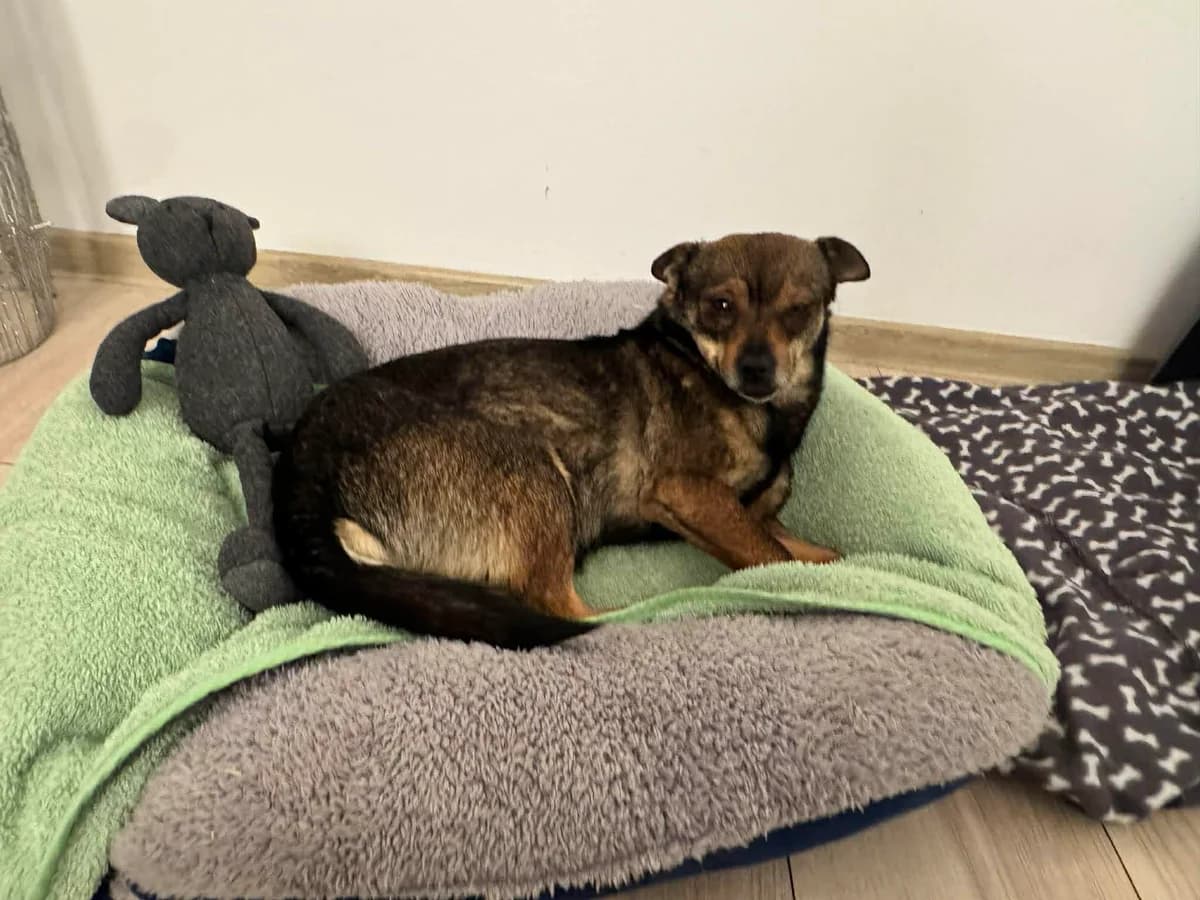 Amia, 4yo Mixed Breed for adoption at Ein Herz für Streuner e.V., München
