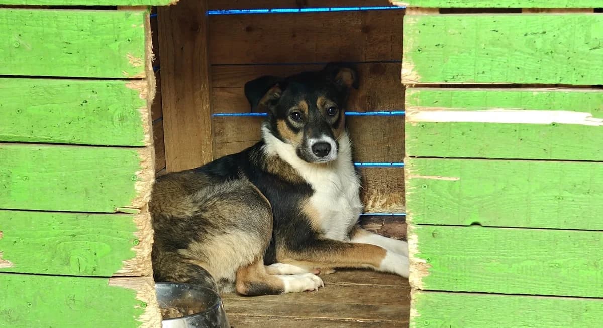 Amica, weiß female young Mixed Breed for adoption at Ein Herz für Streuner e.V., München