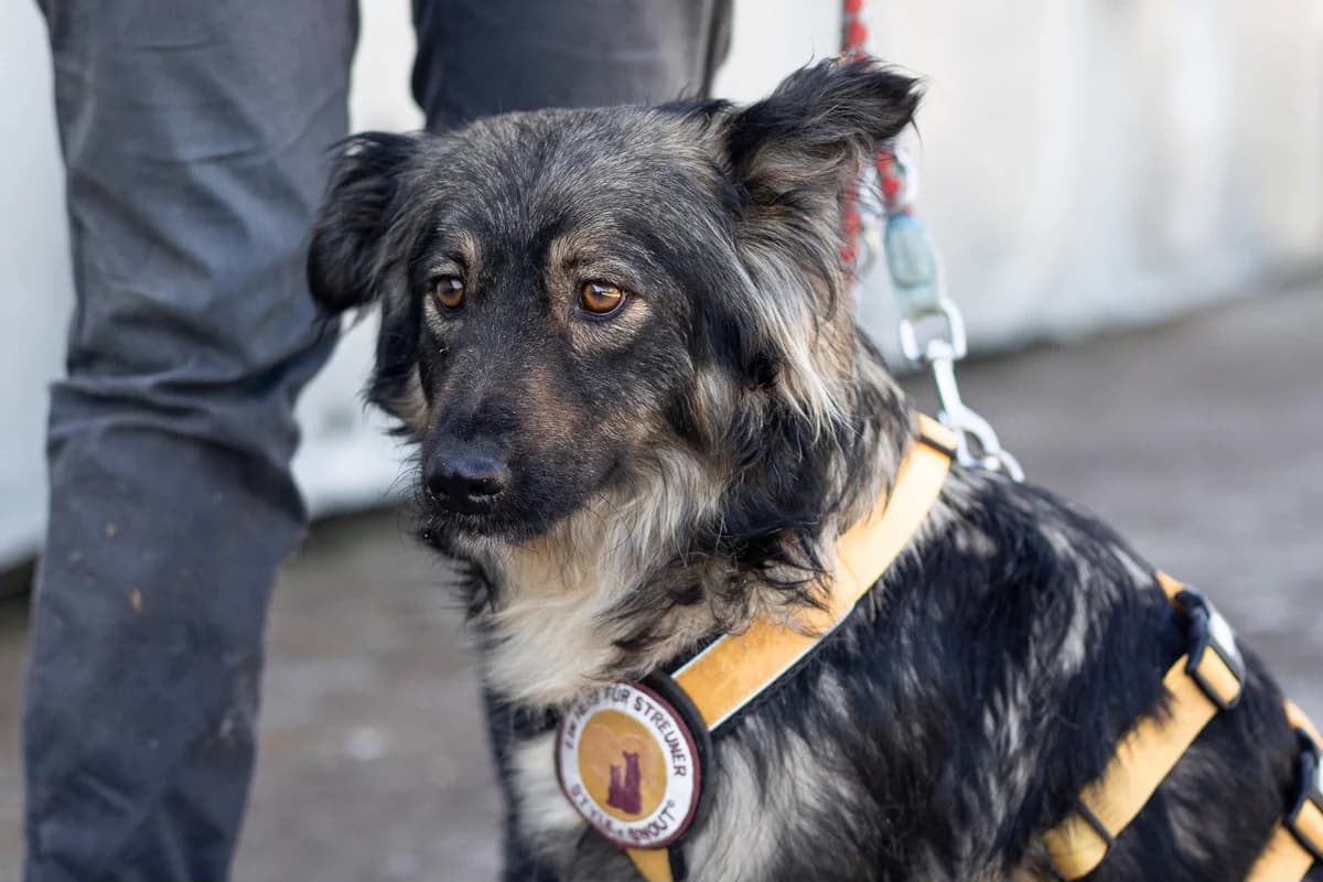 Amie, female 3yo Mixed Breed for adoption at Ein Herz für Streuner e.V., München