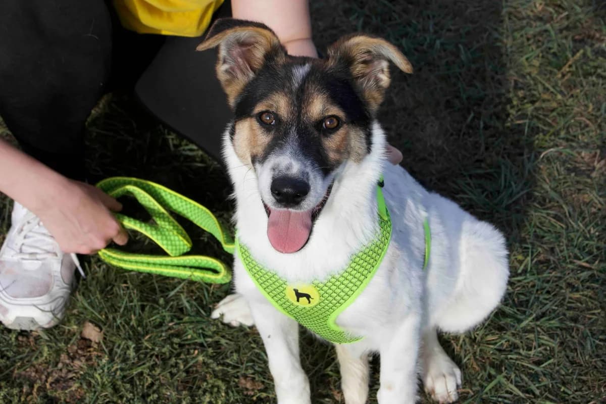 Amie, weiß female puppy Mixed Breed for adoption at Ein Herz für Streuner e.V., München