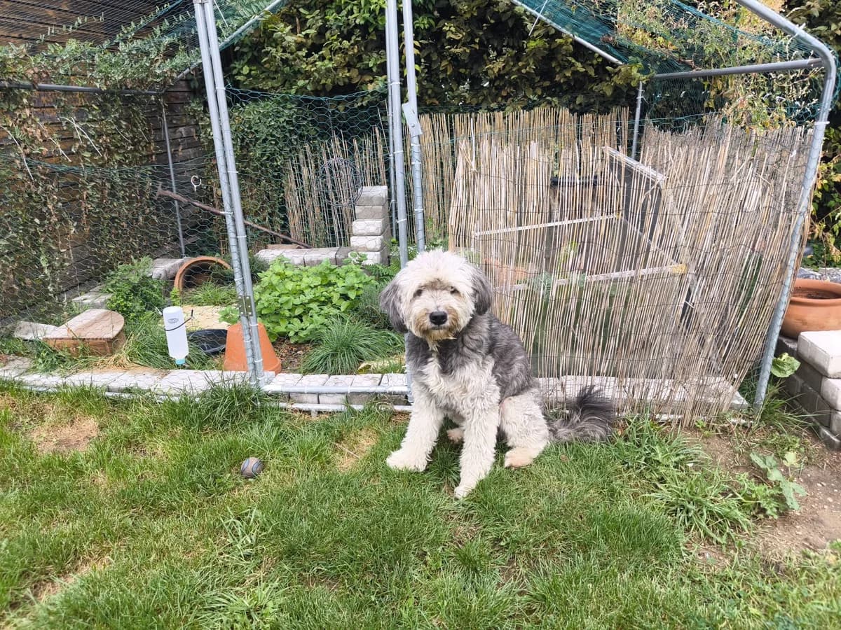 Amigo, male 3yo Mixed Breed for adoption at Ein Herz für Streuner e.V., München