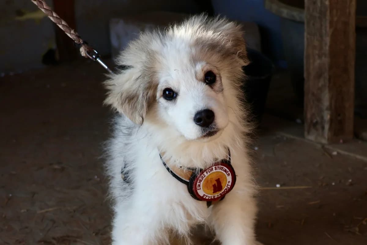 Amigo, male puppy Mixed Breed for adoption at Ein Herz für Streuner e.V., München