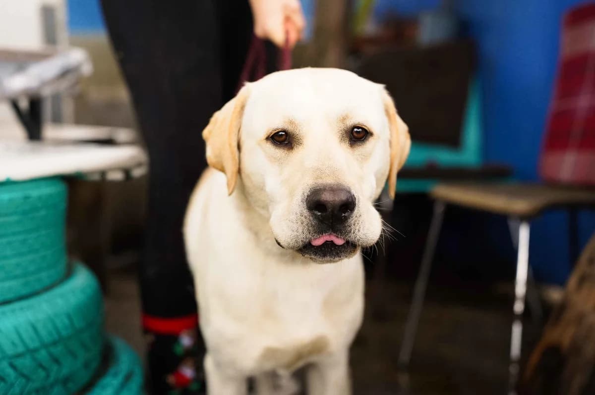 Amigo, male 3yo Mixed Breed for adoption at Ein Herz für Streuner e.V., München