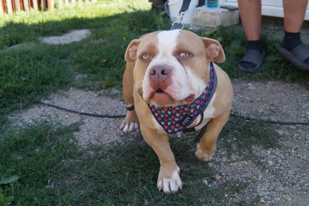 Amilia, weiß female young Mixed Breed for adoption at Ein Herz für Streuner e.V., München
