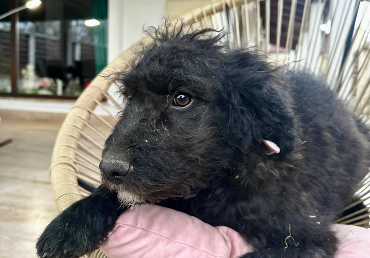 Amilie, female puppy Mixed Breed for adoption at Ein Herz für Streuner e.V., München