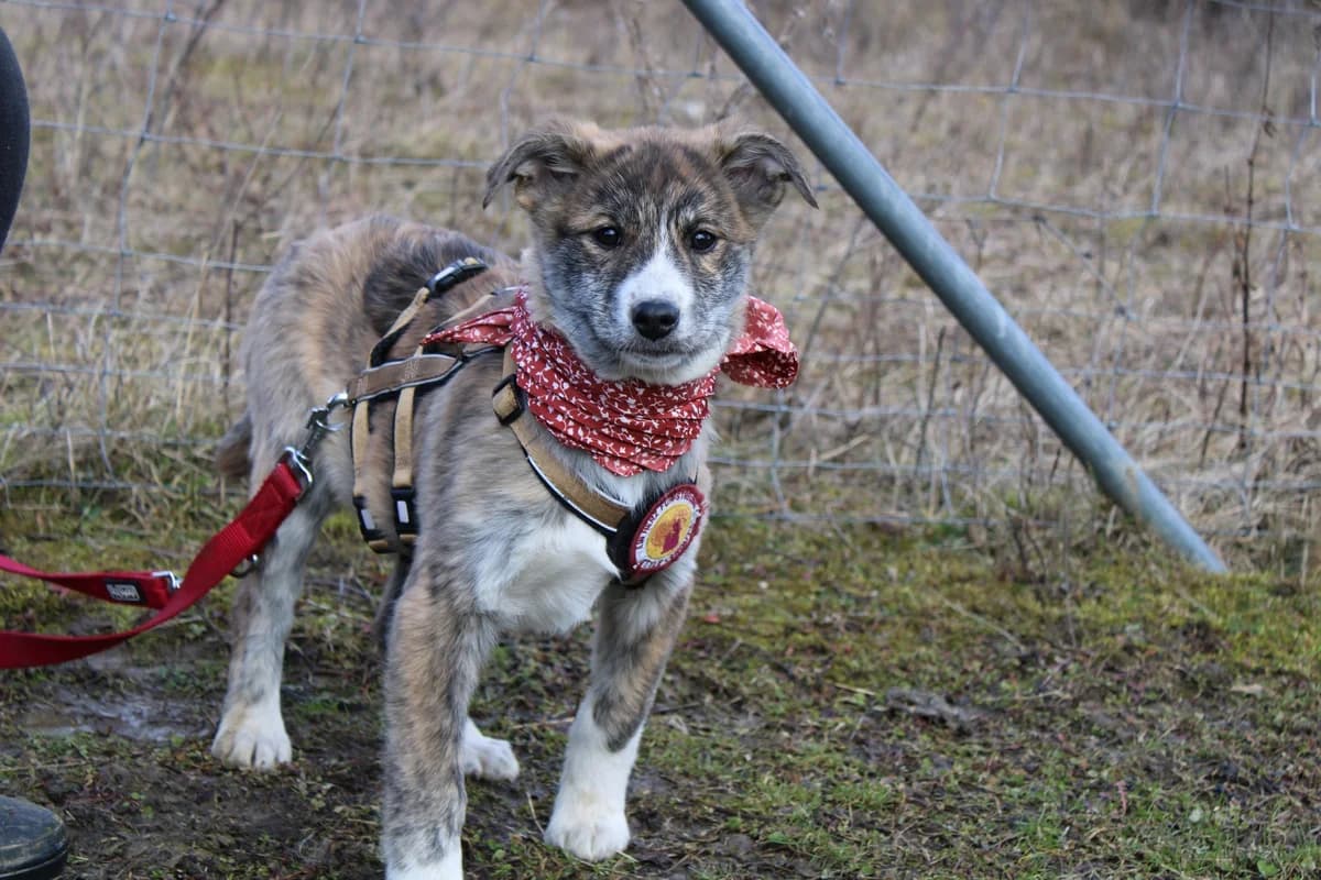 Amina, young Mixed Breed for adoption at Ein Herz für Streuner e.V., München