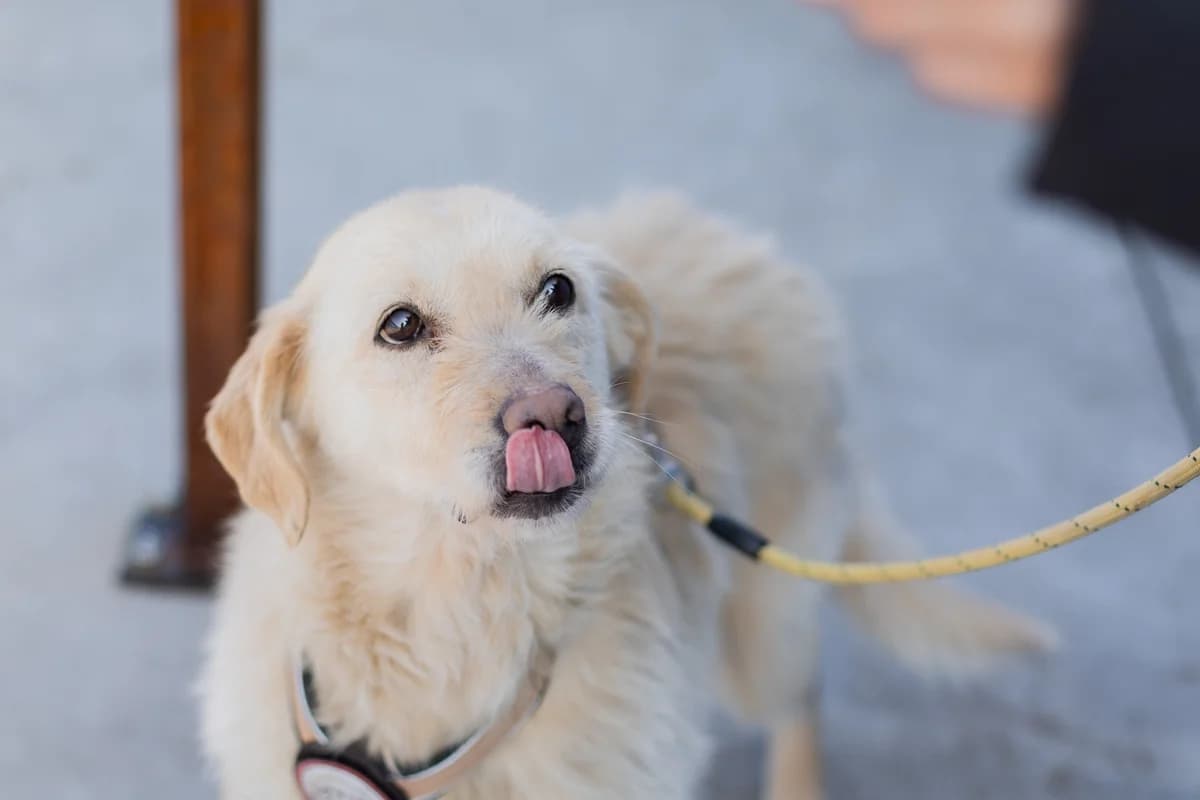 Amina, female 5yo Mixed Breed for adoption at Ein Herz für Streuner e.V., München