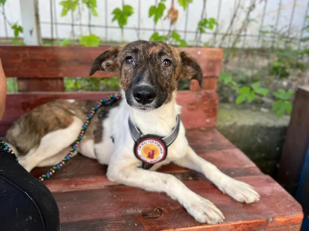 Amira, braun female 5yo Mixed Breed for adoption at Ein Herz für Streuner e.V., München