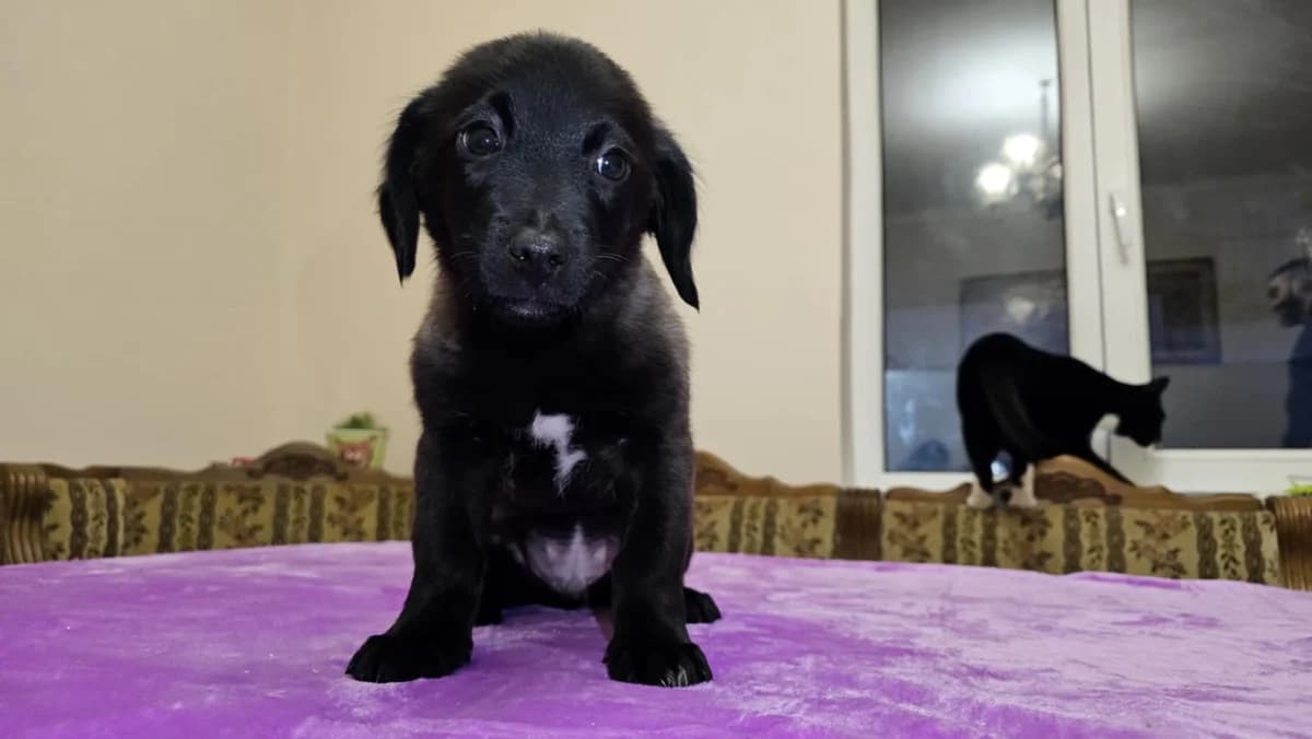 Amiro, weiß puppy Mixed Breed for adoption at Ein Herz für Streuner e.V., München