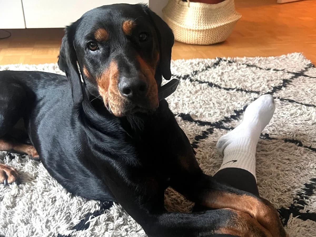 Amon, male 5yo Mixed Breed for adoption at Ein Herz für Streuner e.V., München