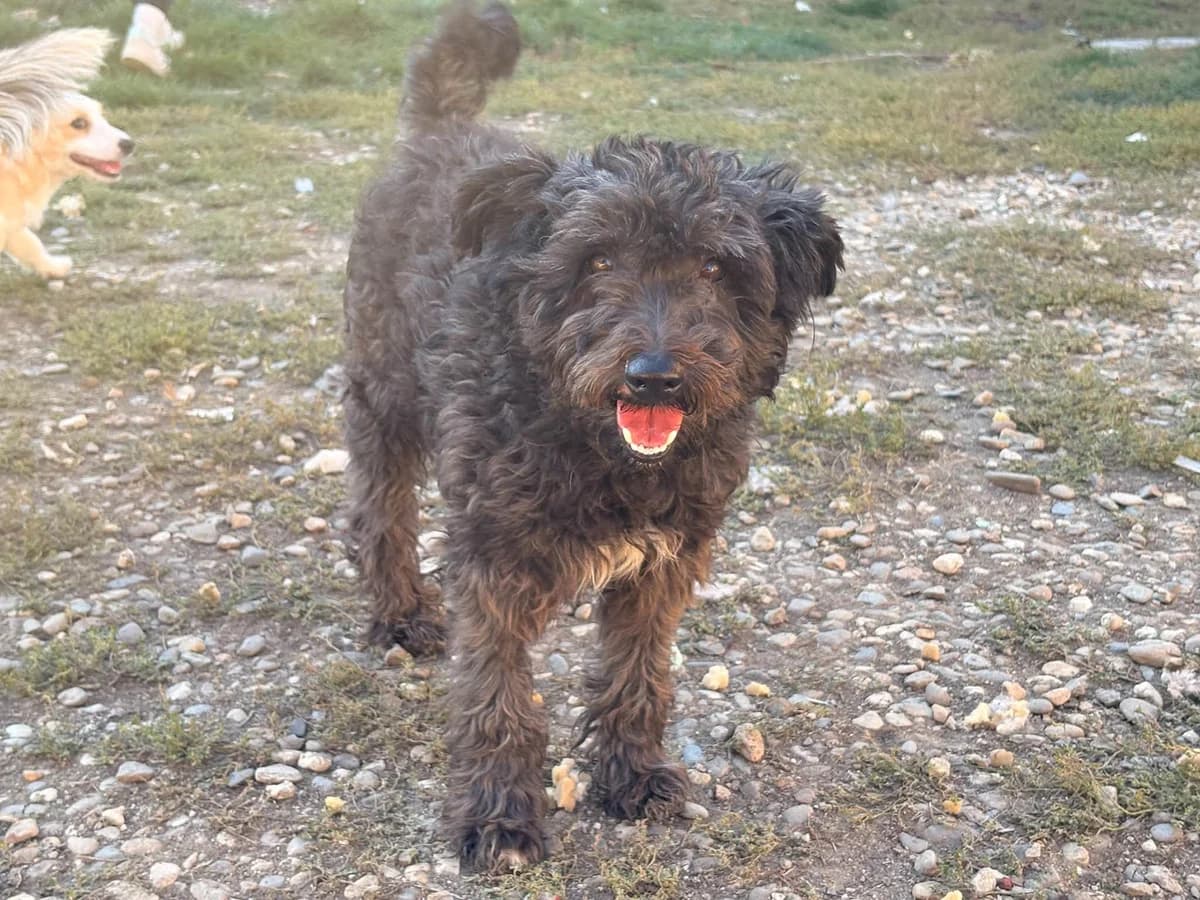 Amor, male 5yo Mixed Breed for adoption at Ein Herz für Streuner e.V., München
