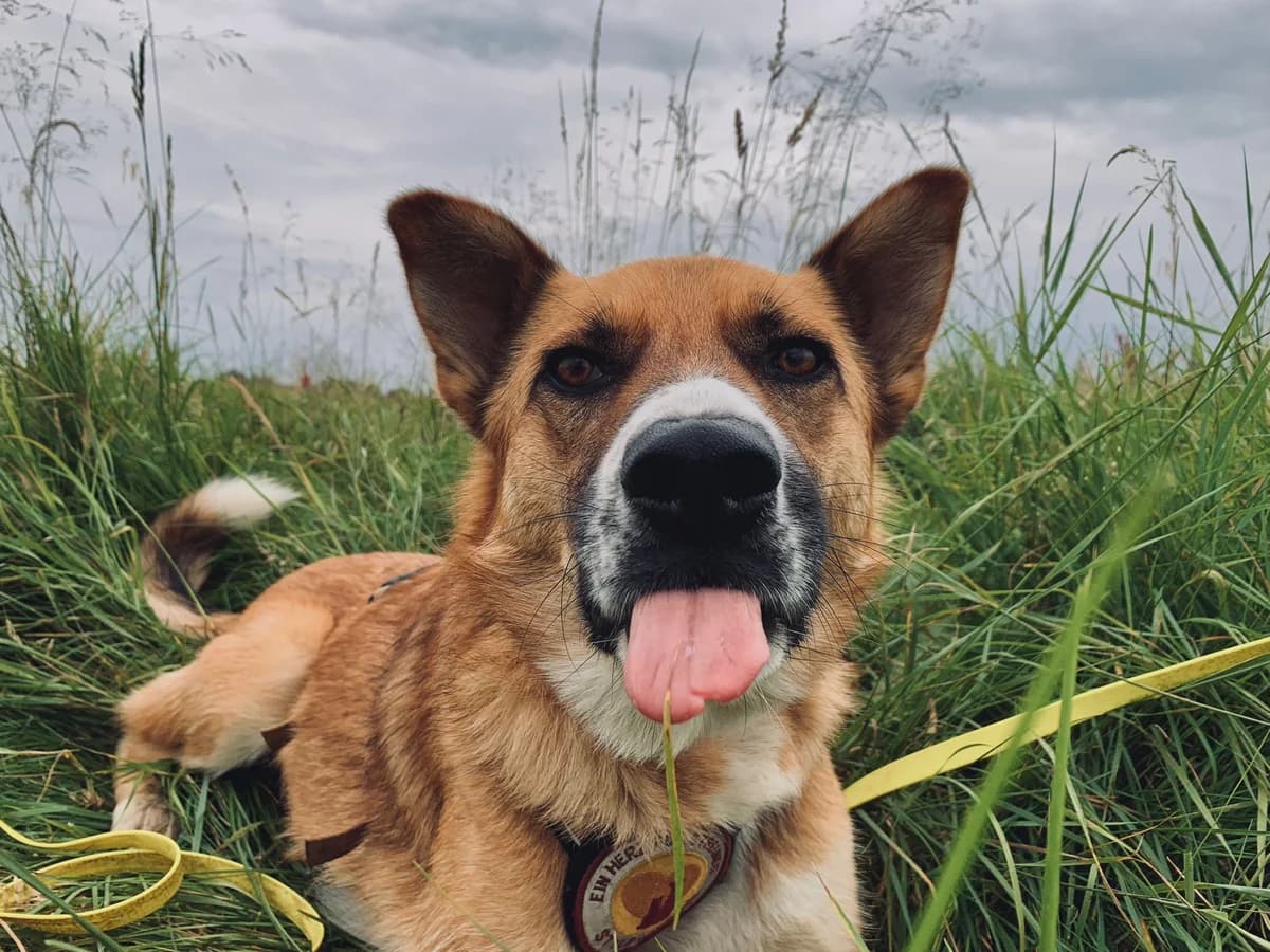Amor, male 3yo Mixed Breed for adoption at Ein Herz für Streuner e.V., München